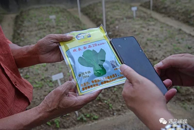 星空体育app下载闽侯这家企业的青梗菜种子市场份额多年稳居全国第一！(图11)